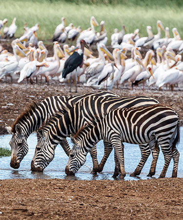 Lake-Manyara-National-Parkclassic iti